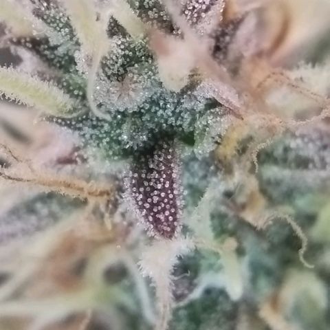 Tangie Auto monsterseeds growlog timeline photo