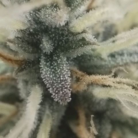 Tangie Auto monsterseeds growlog timeline photo