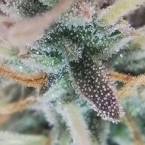 Tangie Auto monsterseeds growlog timeline photo