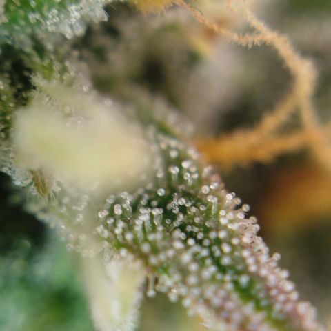 Tangie Auto monsterseeds growlog timeline photo