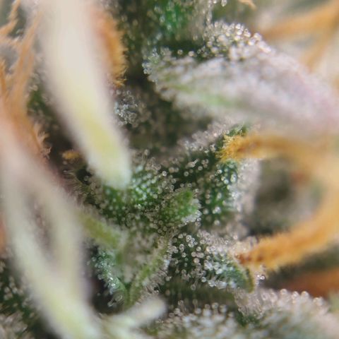 Tangie Auto monsterseeds growlog timeline photo