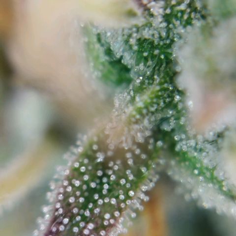 Tangie Auto monsterseeds growlog timeline photo