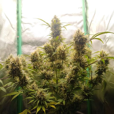 Tangie Auto monsterseeds growlog timeline photo