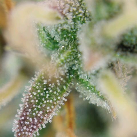 Tangie Auto monsterseeds growlog timeline photo