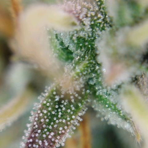Tangie Auto monsterseeds growlog timeline photo
