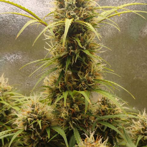 Tangie Auto monsterseeds growlog timeline photo