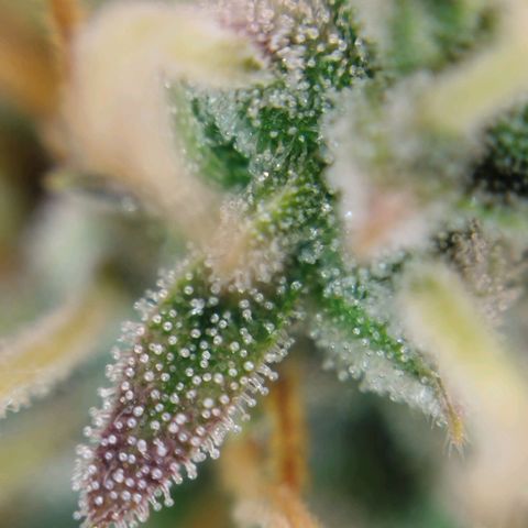 Tangie Auto monsterseeds growlog timeline photo