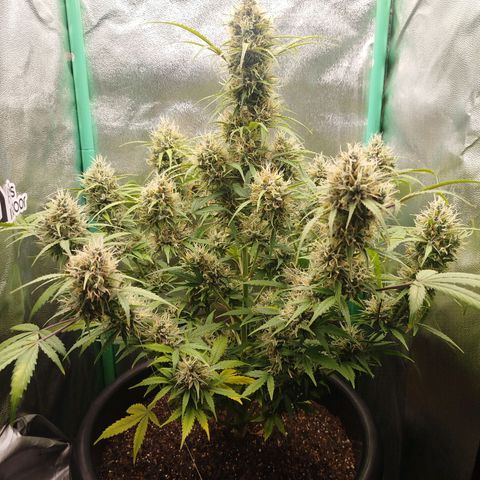 Tangie Auto monsterseeds growlog timeline photo