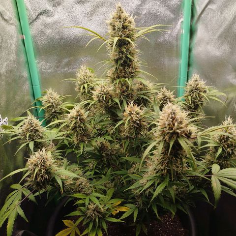 Tangie Auto monsterseeds growlog timeline photo
