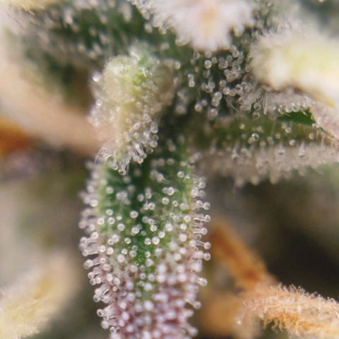 Tangie Auto monsterseeds growlog timeline photo