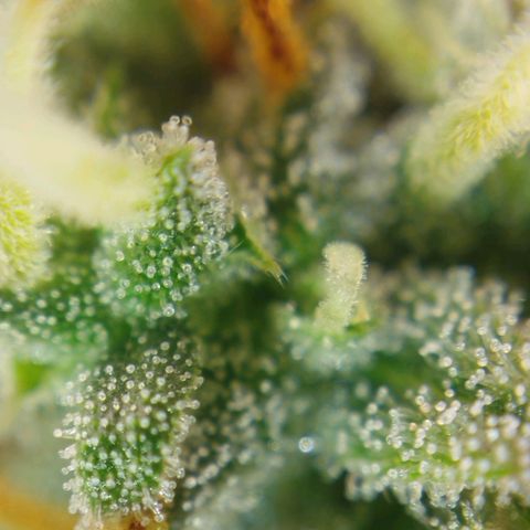 Tangie Auto monsterseeds growlog timeline photo
