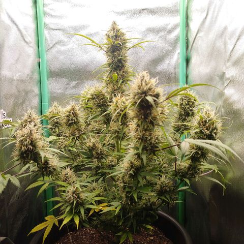 Tangie Auto monsterseeds growlog timeline photo