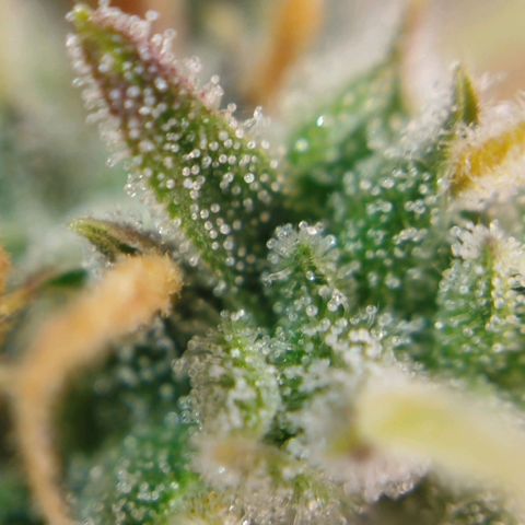 Tangie Auto monsterseeds growlog timeline photo