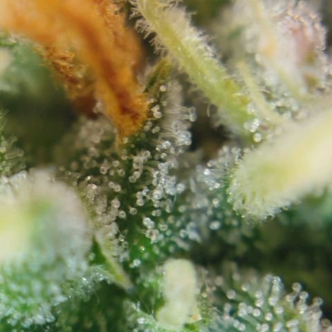 Tangie Auto monsterseeds growlog timeline photo