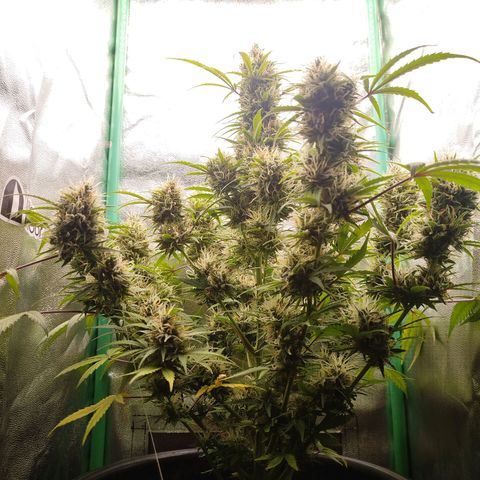 Tangie Auto monsterseeds growlog timeline photo