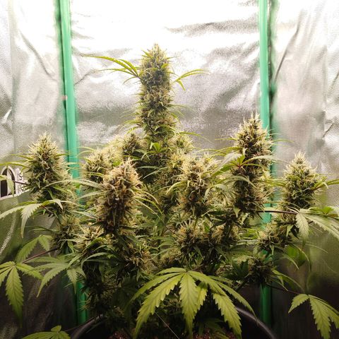 Tangie Auto monsterseeds growlog timeline photo