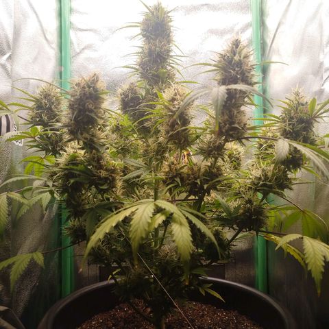 Tangie Auto monsterseeds growlog timeline photo
