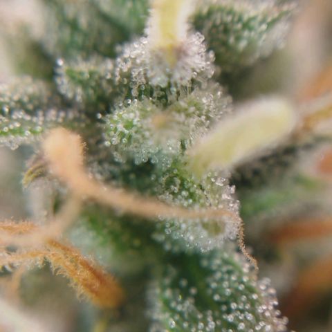 Tangie Auto monsterseeds growlog timeline photo