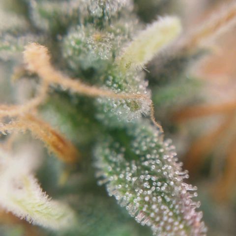 Tangie Auto monsterseeds growlog timeline photo