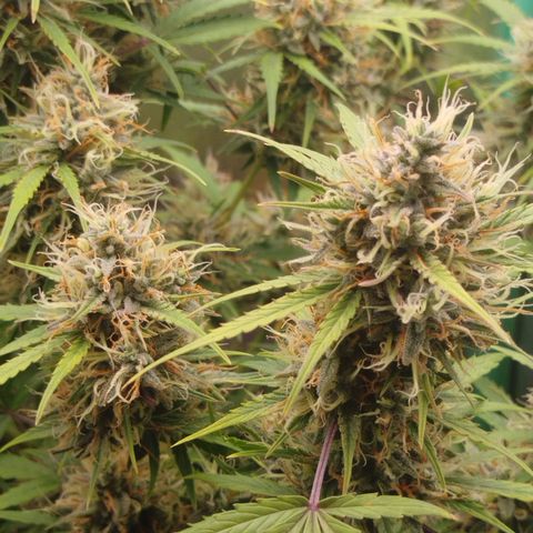 Tangie Auto monsterseeds growlog timeline photo