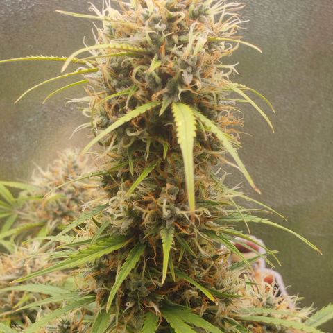 Tangie Auto monsterseeds growlog timeline photo