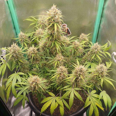 Tangie Auto monsterseeds growlog timeline photo