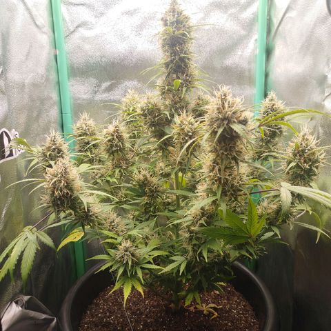 Tangie Auto monsterseeds growlog timeline photo