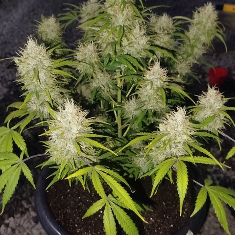 Tangie Auto monsterseeds growlog timeline photo