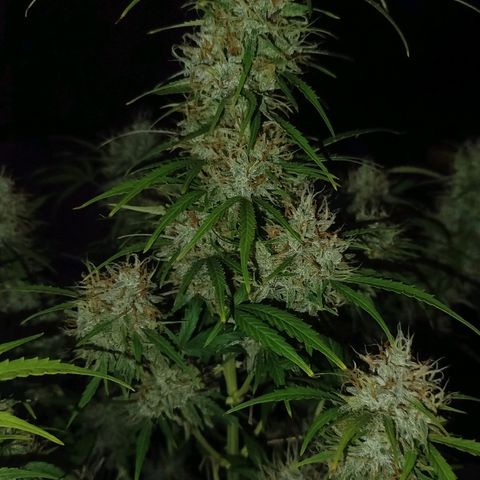 Tangie Auto monsterseeds growlog timeline photo