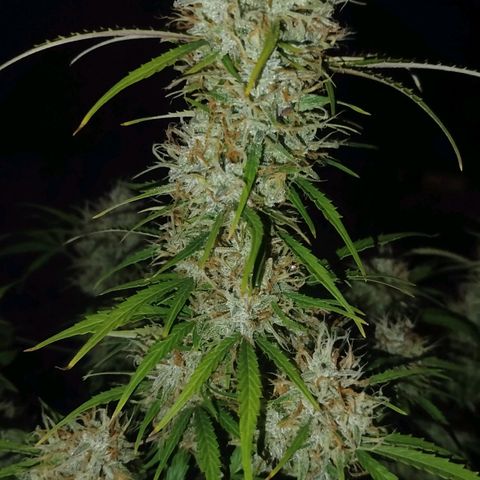 Tangie Auto monsterseeds growlog timeline photo