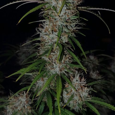 Tangie Auto monsterseeds growlog timeline photo