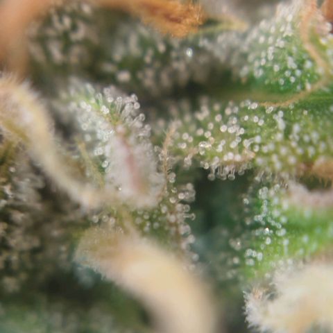 Tangie Auto monsterseeds growlog timeline photo
