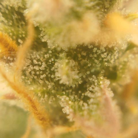 Tangie Auto monsterseeds growlog timeline photo