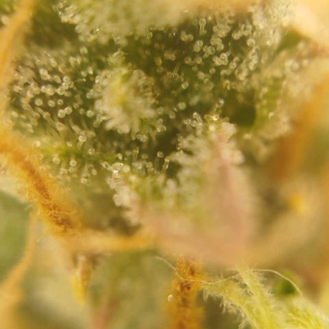 Tangie Auto monsterseeds growlog timeline photo