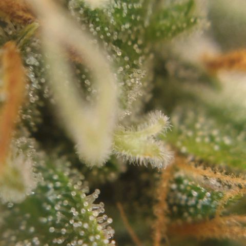 Tangie Auto monsterseeds growlog timeline photo