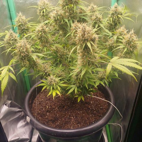 Tangie Auto monsterseeds growlog timeline photo