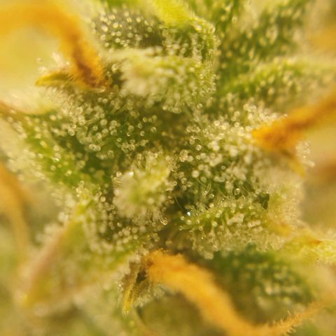 Tangie Auto monsterseeds growlog timeline photo