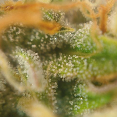 Tangie Auto monsterseeds growlog timeline photo