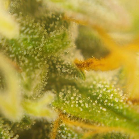 Tangie Auto monsterseeds growlog timeline photo