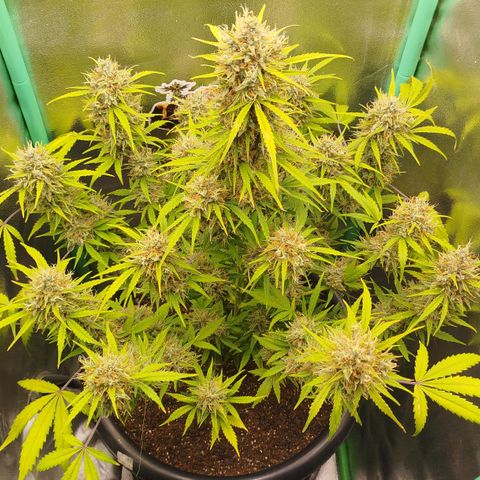 Tangie Auto monsterseeds growlog timeline photo