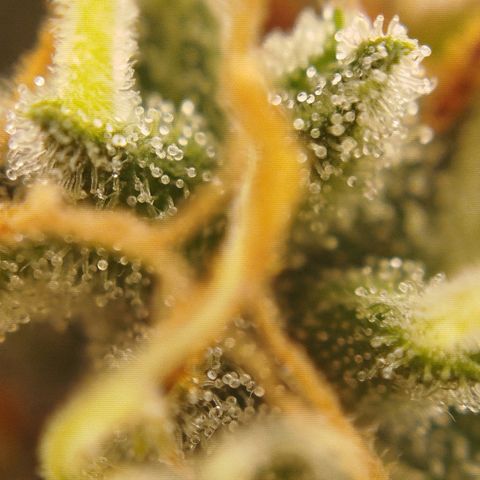 Tangie Auto monsterseeds growlog timeline photo