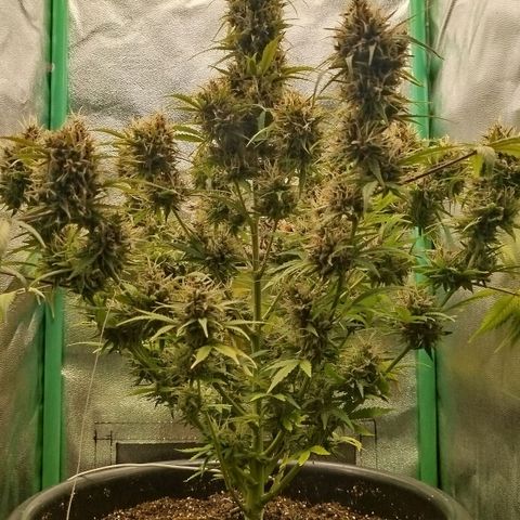 Tangie Auto monsterseeds growlog timeline photo