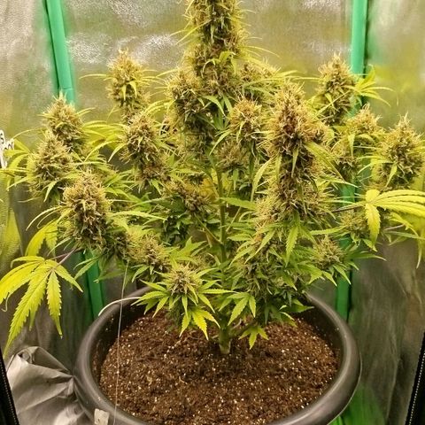 Tangie Auto monsterseeds growlog timeline photo