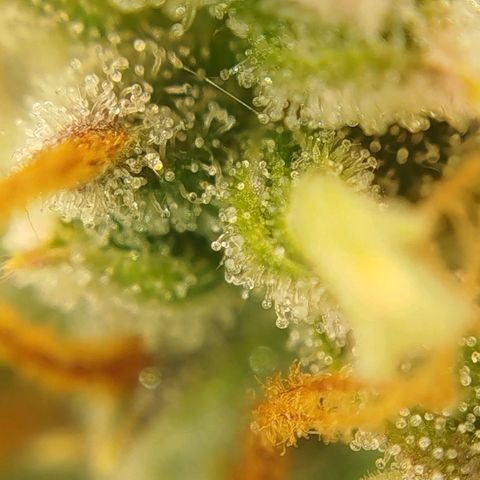 Tangie Auto monsterseeds growlog timeline photo