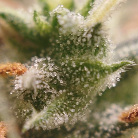 Tangie Auto monsterseeds growlog timeline photo