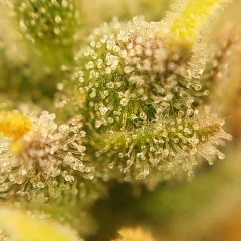 Tangie Auto monsterseeds growlog timeline photo