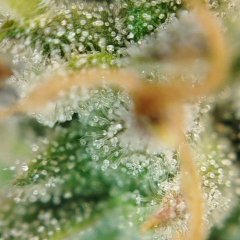 Tangie Auto monsterseeds growlog timeline photo