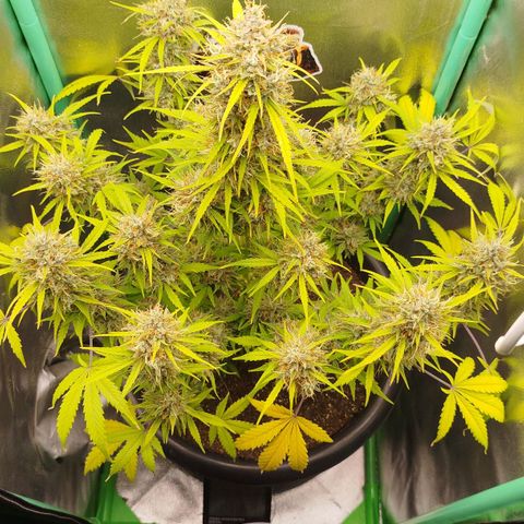 Tangie Auto monsterseeds growlog timeline photo