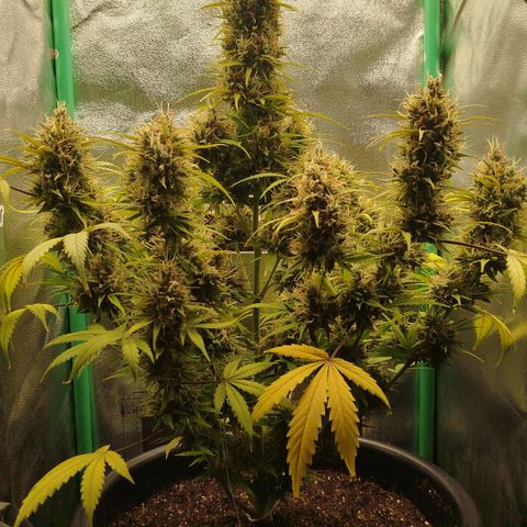 Tangie Auto monsterseeds growlog timeline photo