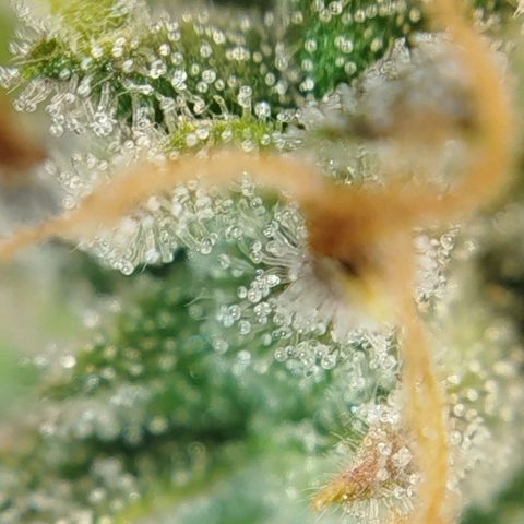 Tangie Auto monsterseeds growlog timeline photo